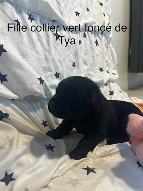 Cyrielle Fleury - Chiots disponibles - Labrador Retriever