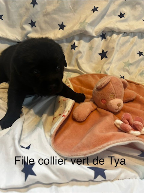Cyrielle Fleury - Chiots disponibles - Labrador Retriever