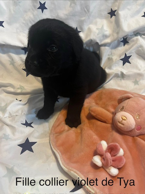 Cyrielle Fleury - Chiots disponibles - Labrador Retriever