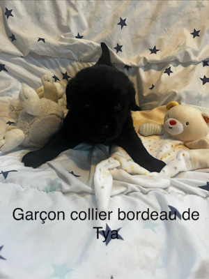bordeau alias Balou